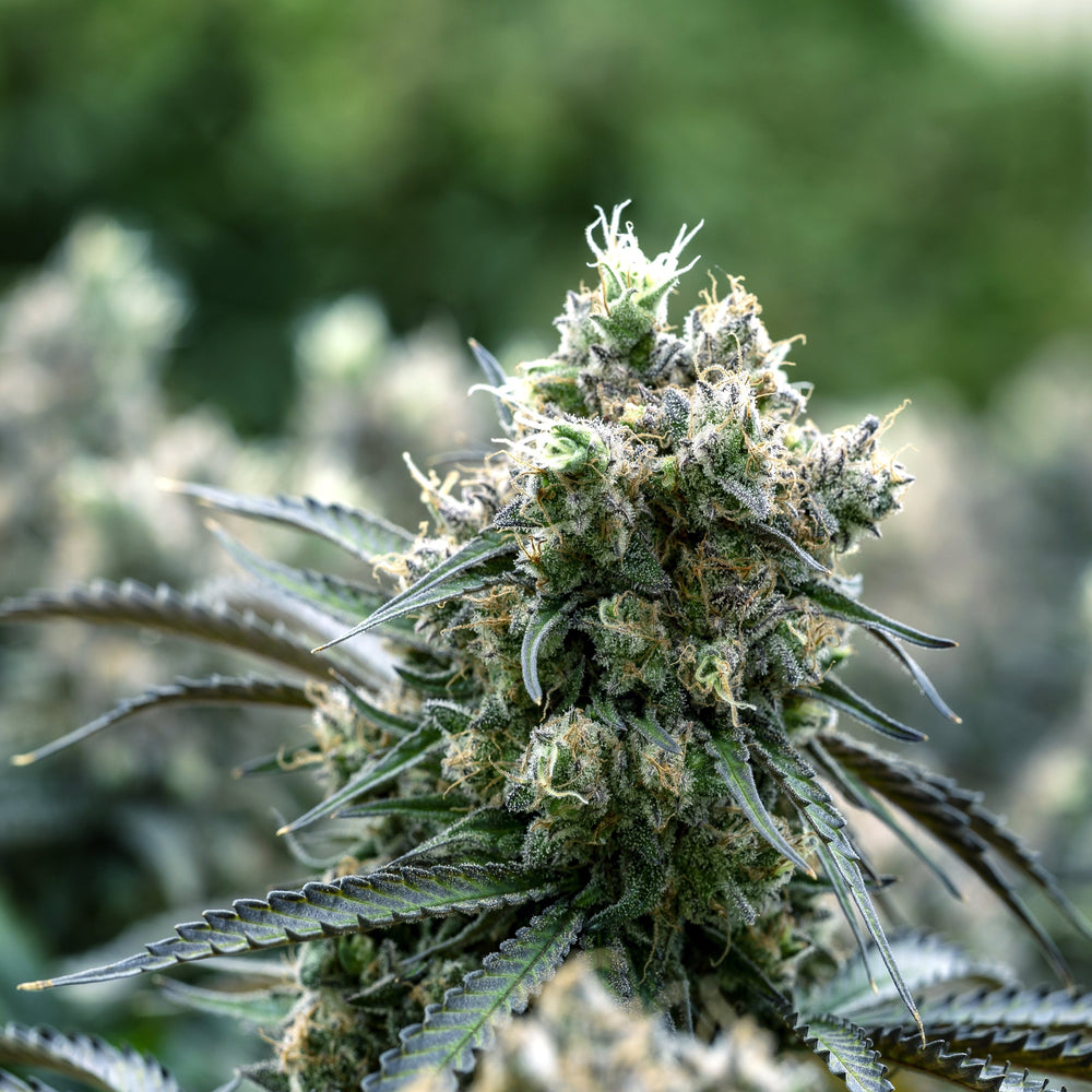 THCA Flower