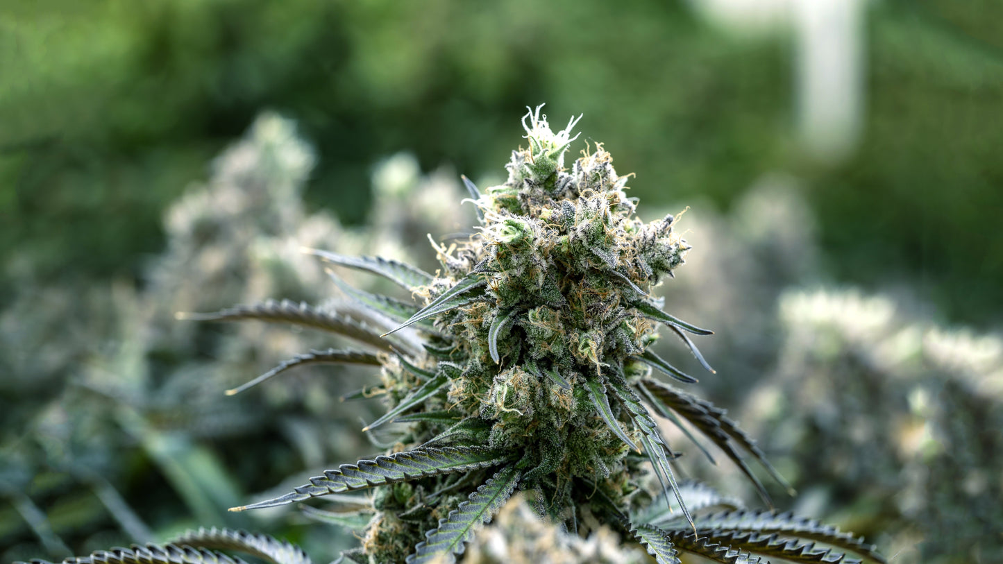 THCA Flower